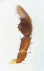 Pardosa tenuipes