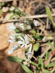 Allium subhirsutum