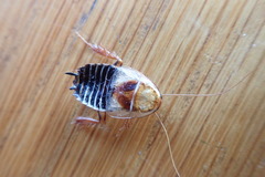 Temnopteryx phalerata