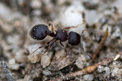 Meranoplus peringueyi