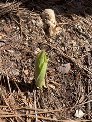 Cypripedium acaule