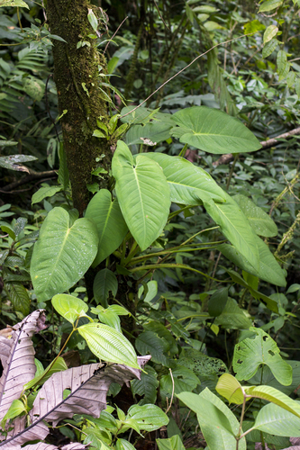 Syngonium schottianum image