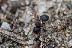 Meranoplus peringueyi