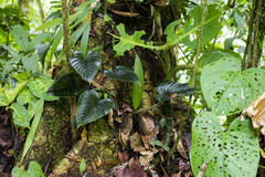 Philodendron squamicaule