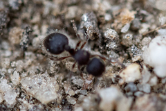 Meranoplus peringueyi