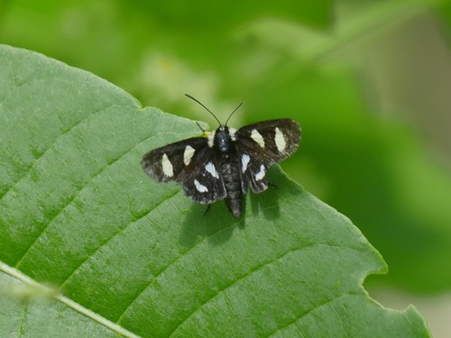 Alypia octomaculata image