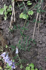 Vicia andicola