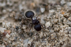 Meranoplus peringueyi