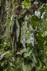 Anthurium wendlingeri
