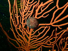 Gynandrocarpa placenta