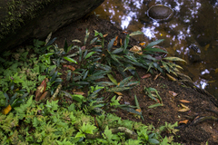 Spathiphyllum quindiuense