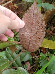 Oreocnide frutescens