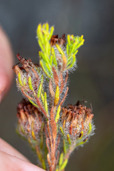 Erica barbigeroides