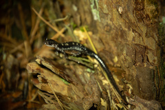 Plethodon fourchensis