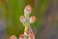 Erica barbigeroides