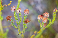 Erica barbigeroides