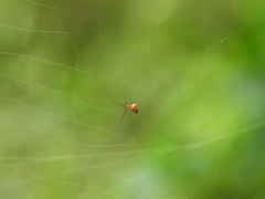 Argyrodes flavescens