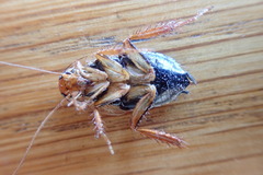 Temnopteryx phalerata