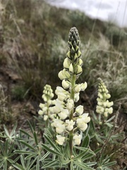 Lupinus sulphureus