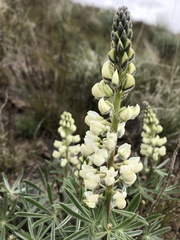 Lupinus sulphureus