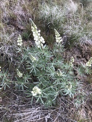 Lupinus sulphureus