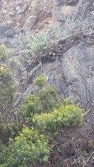 Tylecodon paniculatus