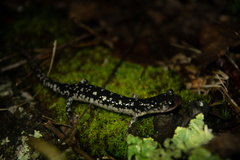 Plethodon fourchensis