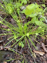 Carex grayi