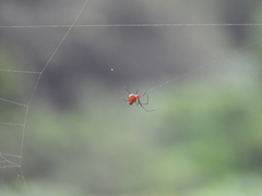 Argyrodes flavescens