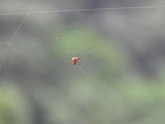 Argyrodes flavescens