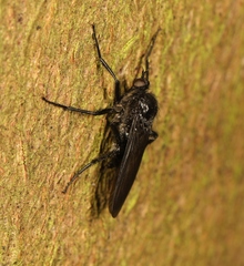 Empis ciliata