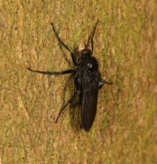 Empis ciliata