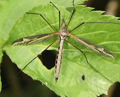 Tipula vittata