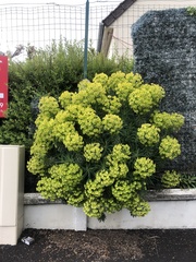 Euphorbia