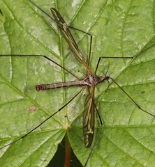 Tipula vittata