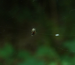 Araneus ejusmodi