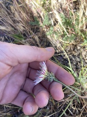 Malacothrix californica