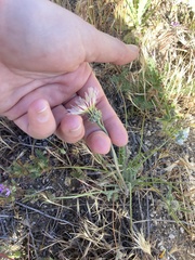 Malacothrix californica