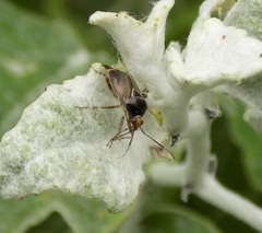 Deraeocoris flavilinea