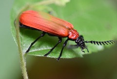 Phyllocladus kasantsevi
