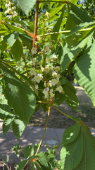 Aesculus hippocastanum