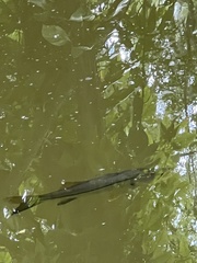 Centropomus undecimalis