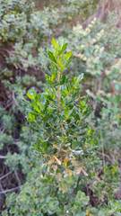 Baccharis linearifolia