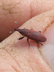 Lixus angustus
