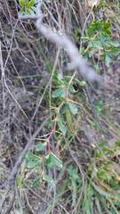 Berberis boliviana