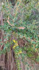 Berberis boliviana
