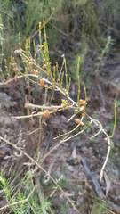 Ephedra americana