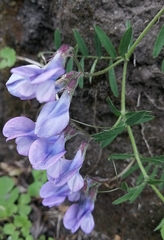 Vicia andicola