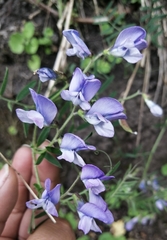 Vicia andicola