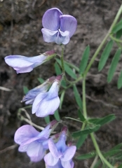 Vicia andicola